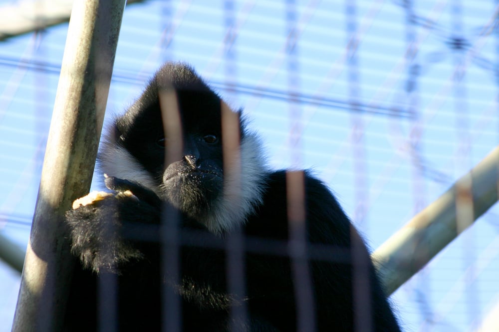 Black Monkey Eating his food