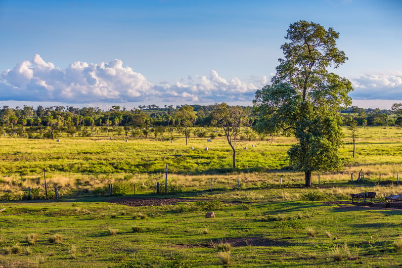 Pantanal landscape