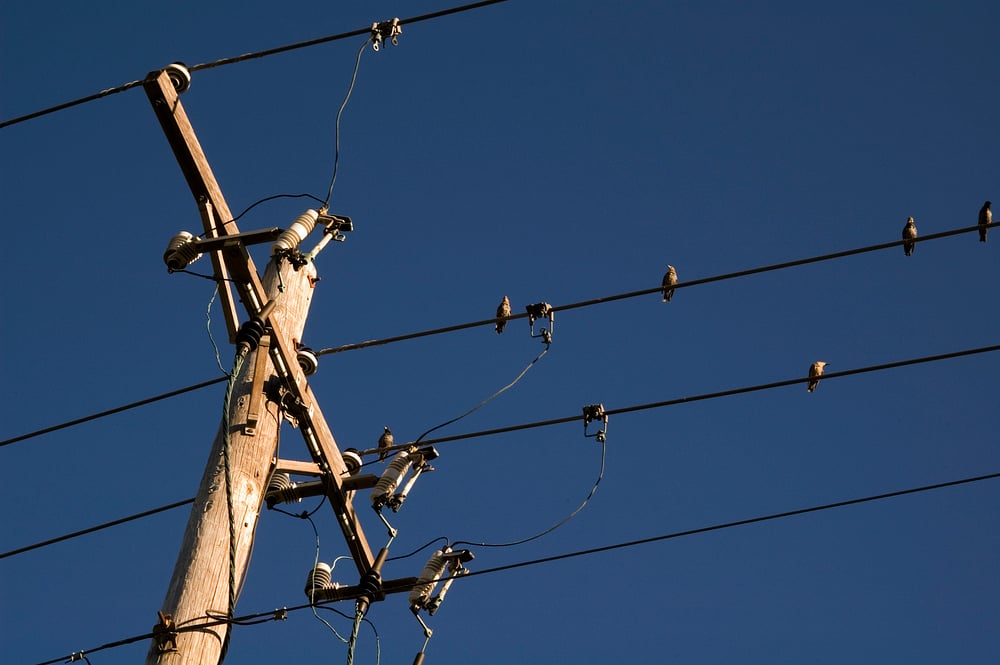 Birds on powerlines