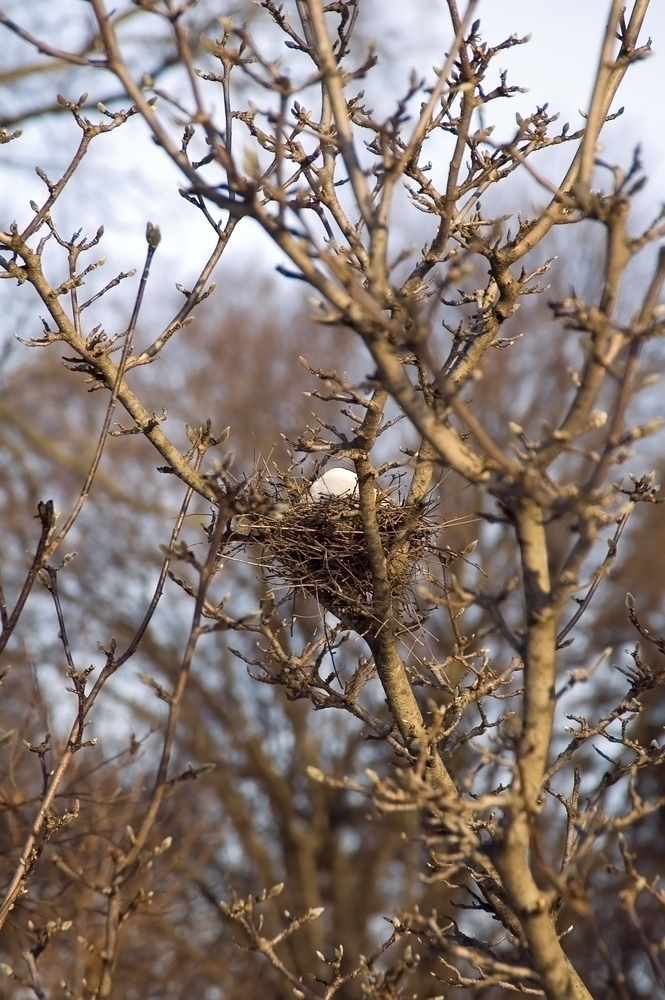 Snow in bird's nest