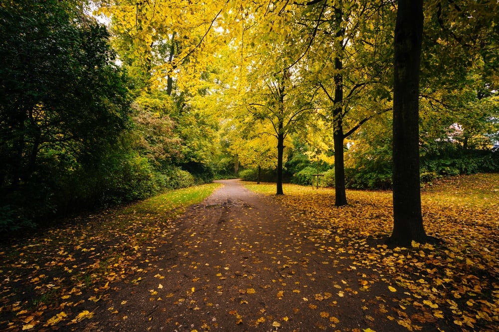 Autumn color along a walkway at Ã?Â??stre AnlÃ?Â?Ã?Â¦g, in Copenhagen, Denmark.